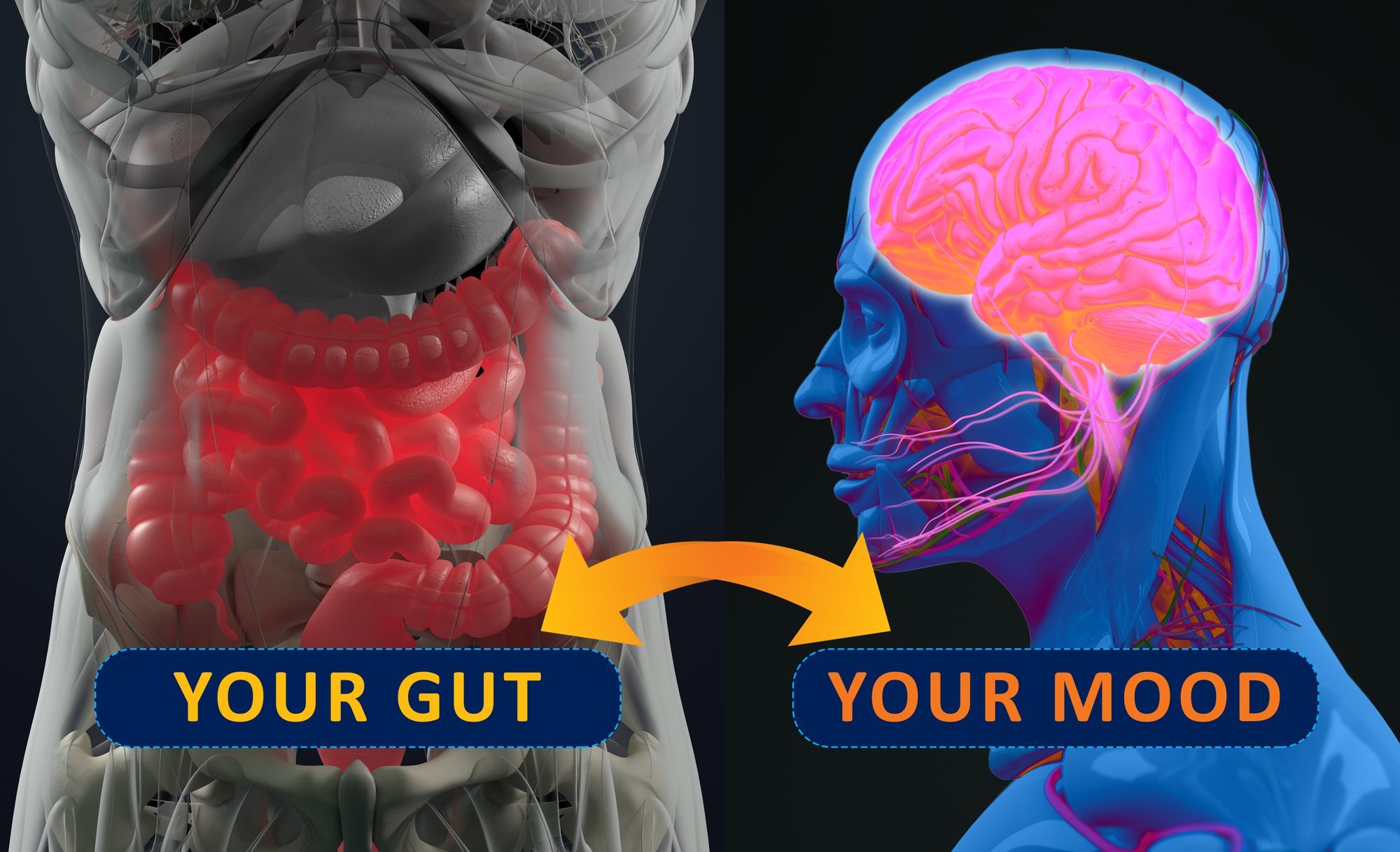 Photo showing the link between Gut and Mood